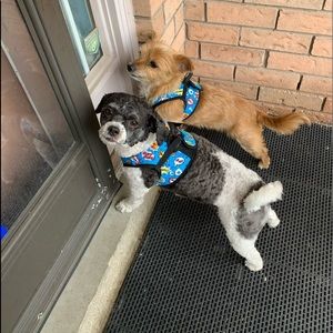 Meet your Posher, Cassidy